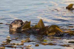 Facts About Kelp Forests: Mammals like the Sea Otter Use Kelps for Anchorage Against Water Currents (Credit: Mike Baird 2007 .CC BY 2.0.)