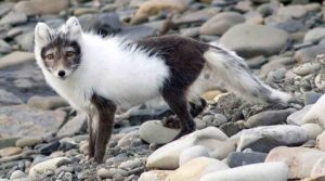 Facts About the Tundra: Animals like the Arctic Fox can Moult their Fur-Coats to Gain Effective Camouflage in Winter and Summer Seasons (Credit: Longdistancer 2015 .CC BY 3.0.)