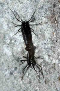 Facts About the Tundra; Antarctic Midge is an Insect that Survives in the Tundra (Credit: Tasteofcrayons 2009)