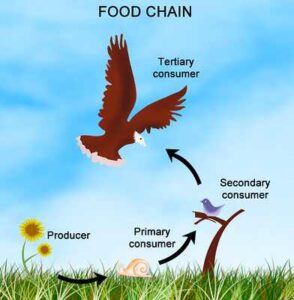 Simple Illustration of a Food Chain with 4 Trophic Levels (Credit: Zappys Technology Solutions 2013 .CC BY 2.0.)