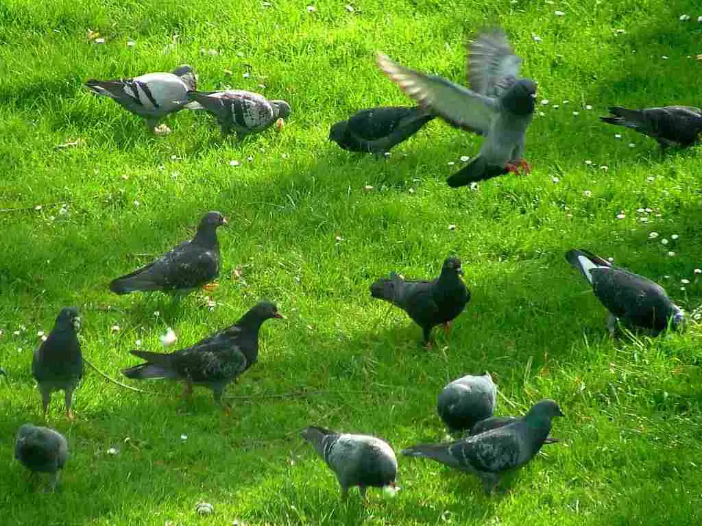 Is Feeding Pigeons Good or Bad: Pigeon-Feeding Can be a Way to Support Local Biodiversity (Credit: Andrew Mason 2005 .CC BY 2.0.)