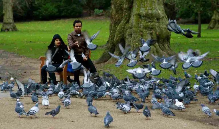 Is Feeding Pigeons Good or Bad? Analyzing the Pigeon-Feeding Concept