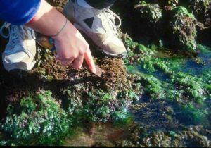 Food Chain of the Ocean: Macroalgae are Producers that Occur in Coastal Marine Zones (Credit: Neto AIA, Prestes ACL, Azevedo JMN, Resendes R, Álvaro NV, Neto RMA, Moreu I (2020) Marine algal flora of Formigas Islets, Azores. Biodiversity Data Journal 8: e57510. https://doi.org/10.3897/BDJ.8.e57510 .CC BY 4.0.)
