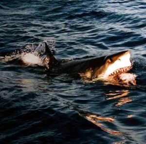 Food Chain of the Ocean: Adaptations of Great White Sharks include Powerful Jaws, Sharp Teeth and Acute Sensitivity (Credit: Brocken Inaglory 2008 .CC BY-SA 3.0.)