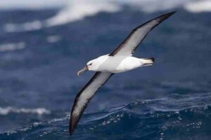 Food Chain of the Ocean: Aquatic Birds like Albatross can be Classified as Quaternary Consumers due to Their Aerial Flight Advantage (Credit: JJ Harrison 2014 .CC BY-SA 3.0.)