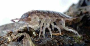 Food Chain of the Ocean: Amphipods and Isopods are Examples of Marine Detrivores (Credit: André Karwath aka Aka 2006 .CC BY-SA 2.5.)