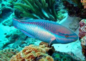 Food Web of the Ocean: Parrotfish is an Example of a Marine Primary Consumer (Credit: Adona9 2007 .CC BY-SA 3.0.)