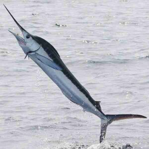 Food Web of the Ocean: A Bill-Shaped Snout is One of the Marlin's Adaptive Features (Credit: dominic sherony 2007 .CC BY-SA 2.0.)
