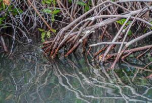 Food Web of the Ocean: Specialized Roots Represents an Adaptation of Mangrove Plants (Credit: Wilfredor 2013 .CC0 1.0.)