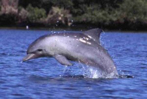 Food Web of the Ocean: Bottlenose Dolphin is an Example of a Large Cetacean (Credit: Aude Steiner 2003 .CC BY-SA 1.0.)