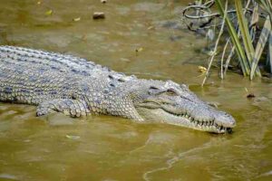 Food Web of the Ocean: Saltwater Crocodiles may be Found in Estuaries and Shallow Coastal Areas (Credit: Fabian Roudra Baroi 2021 .CC BY-SA 4.0.)