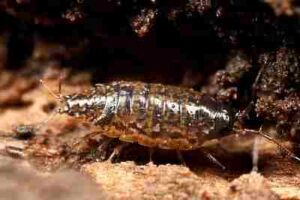 Forest Energy Pyramid: Detritivores Including Terrestrial Isopods like the Woodlouse, Gain Energy by Feeding on Organic Remains (Credit: Andy Murray 2013 .CC BY-SA 2.0.)