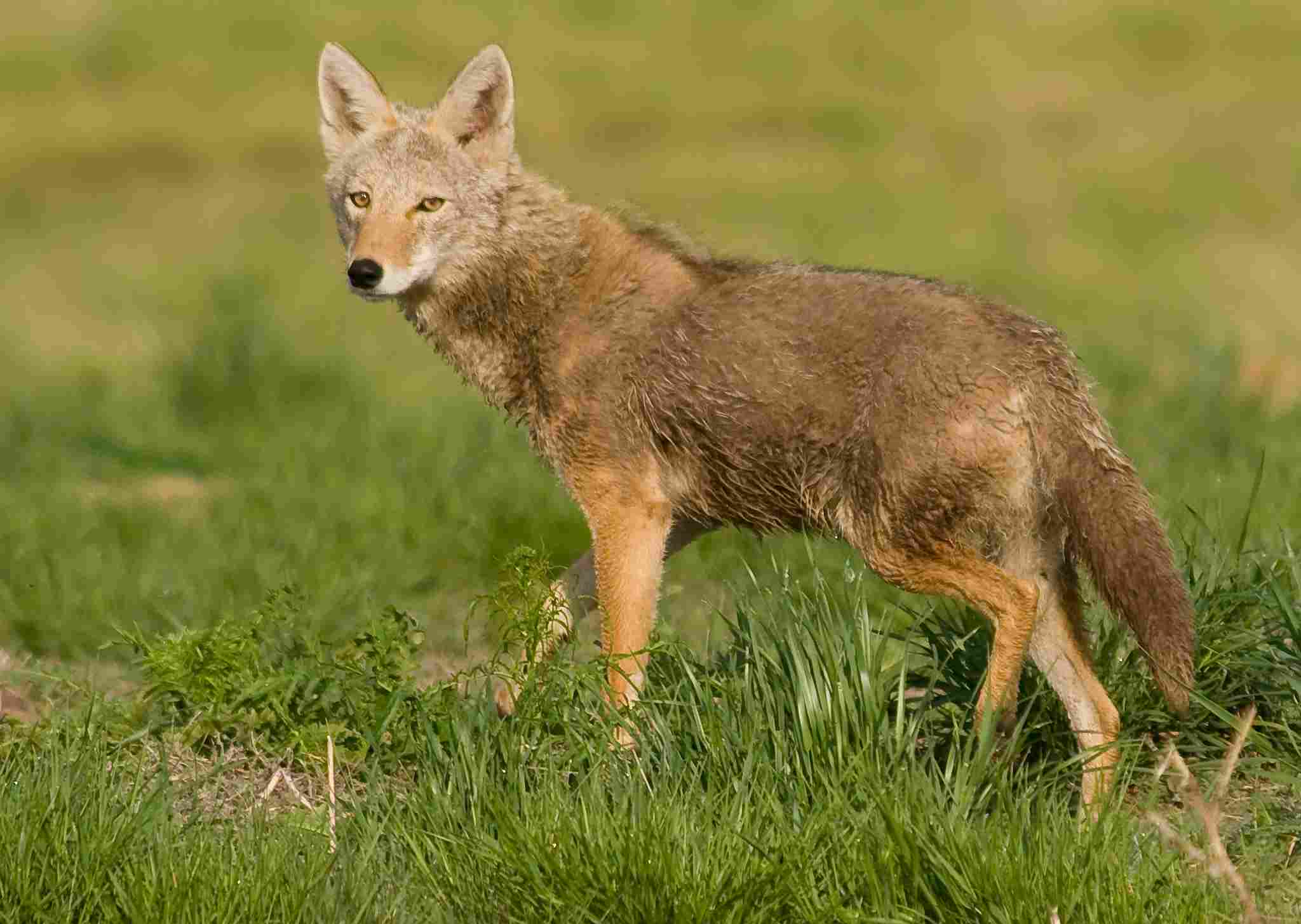 Fox Vs Coyote: Due to Their Adaptability, Coyotes are Not Endangered (Credit: USFWS Mountain-Prairie 2010 .CC BY 2.0.)