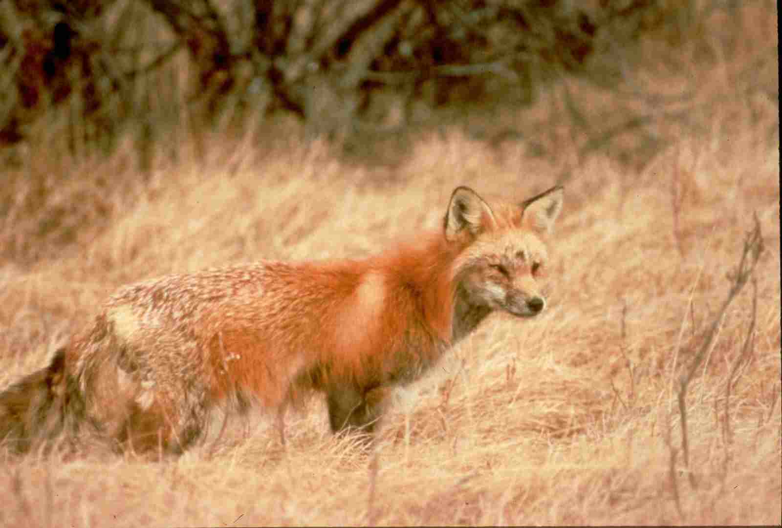 Fox Vs Dog: Wild Fox Populations are Threatened by Various Man-made Influences (Credit: USFWS Pacific Southwest Region 2011 .CC BY 2.0.)