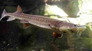 Freshwater Energy Pyramid: Sturgeon Fish can be Described as a Tertiary Consumer in Some Freshwater Habitats (Credit: Cacophony 2006 .CC BY-SA 3.0.)