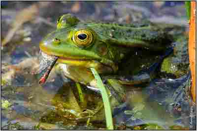 Frogs are Opportunistic Consumers and Can Feed on a Variety of Organisms (Credit: Arend 2013 .CC BY 2.0.)