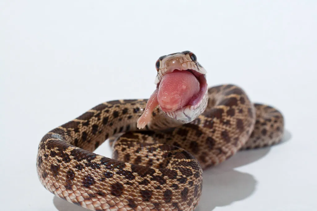 Gopher Snake vs rat snake