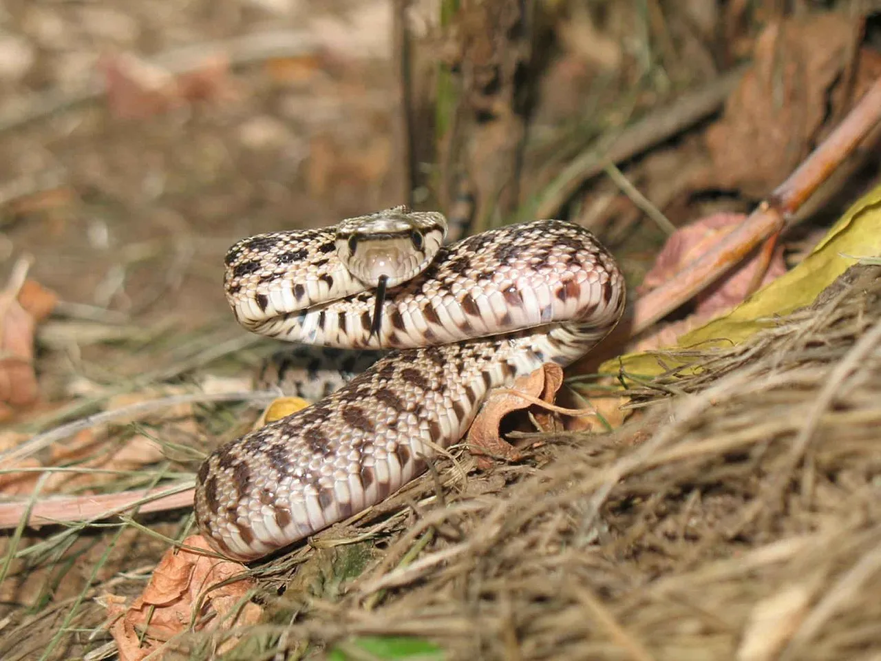 Gopher Snake vs rat snake