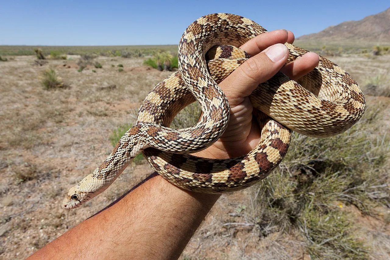 Gopher Snake vs rattlesnake