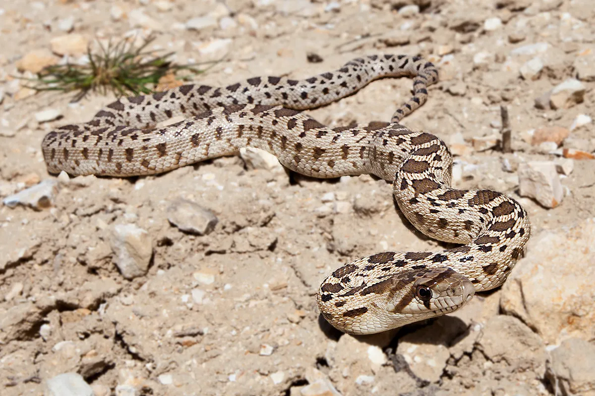 Gopher Snake Facts