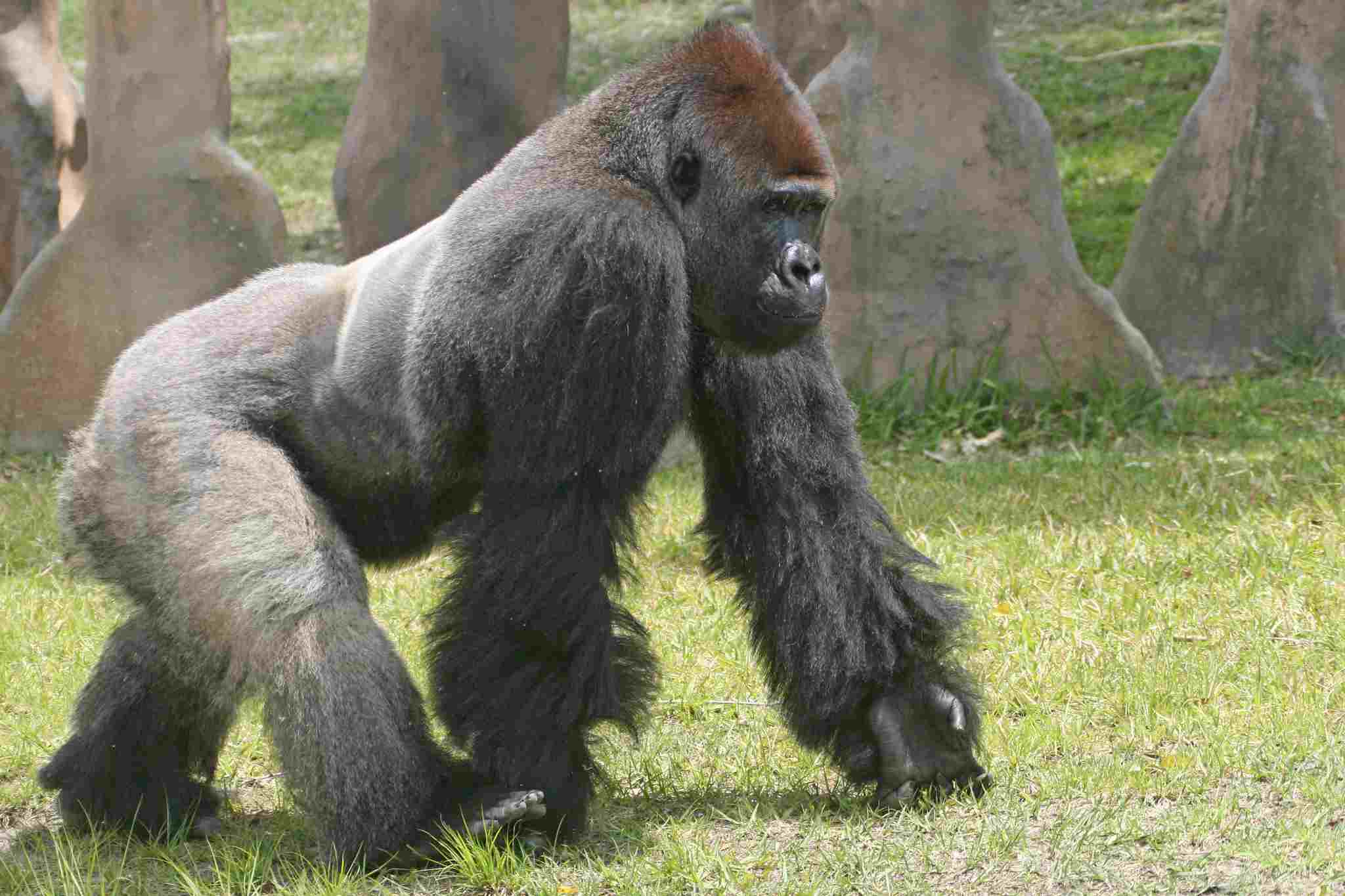 Gorilla Vs ape
