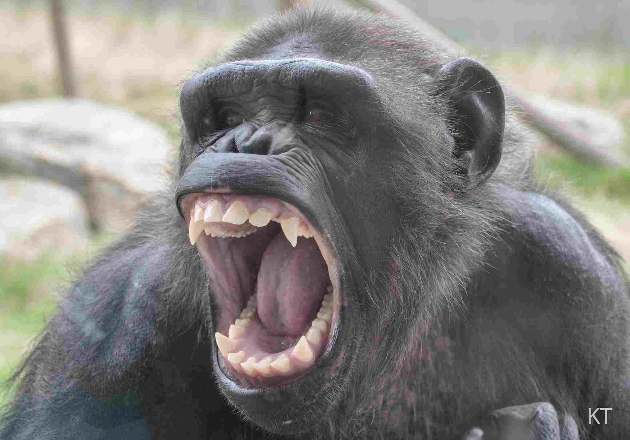 Gorilla Vs Chimpanzee
