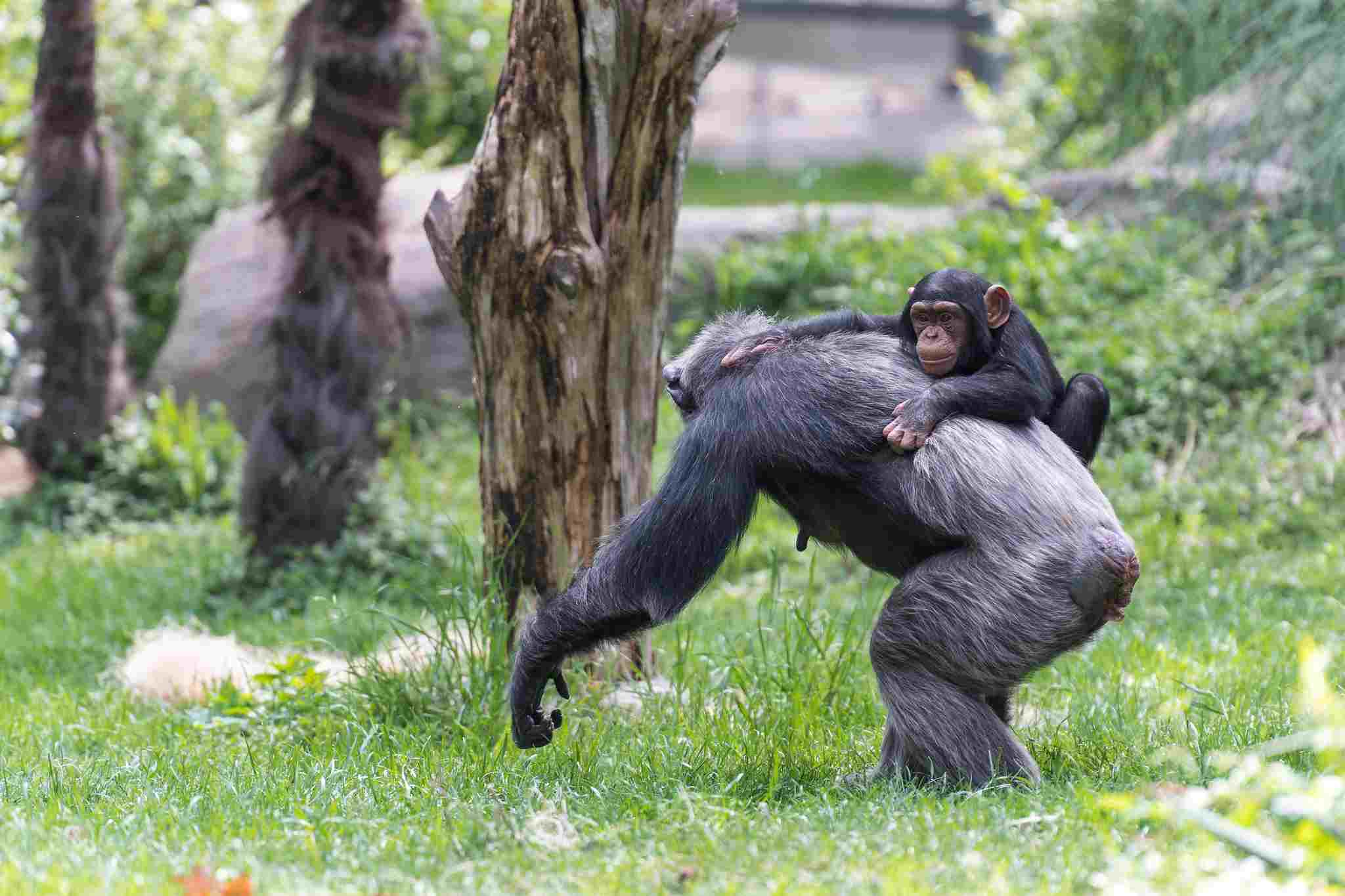 Gorilla Vs Chimpanzee