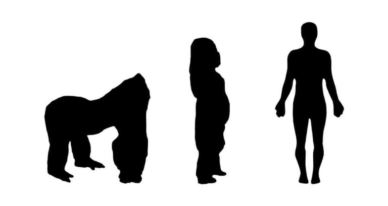 Gorilla Vs Human Size, Strength. Weight. Overall Comparison