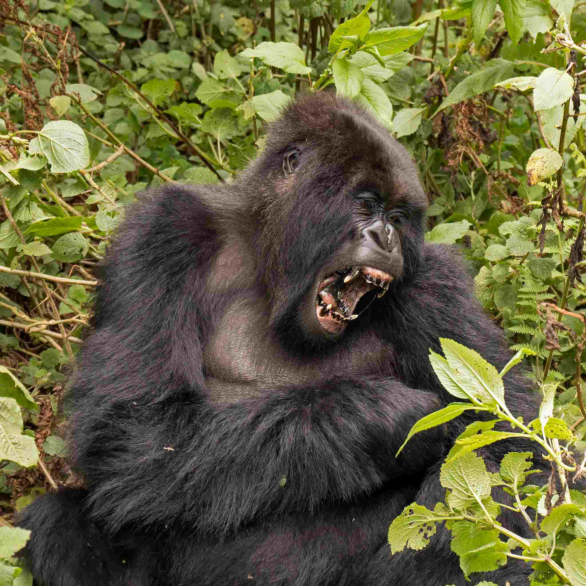 Gorilla Vs orangutan