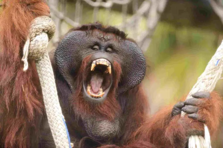Gorilla Vs Orangutan Size, Strength, Overall Comparison