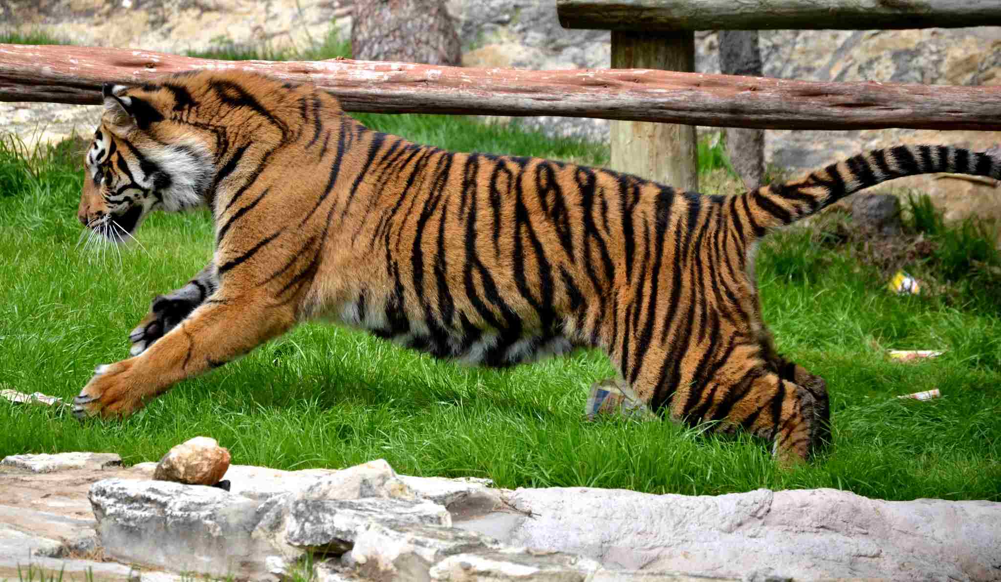 Cat Vs Tiger