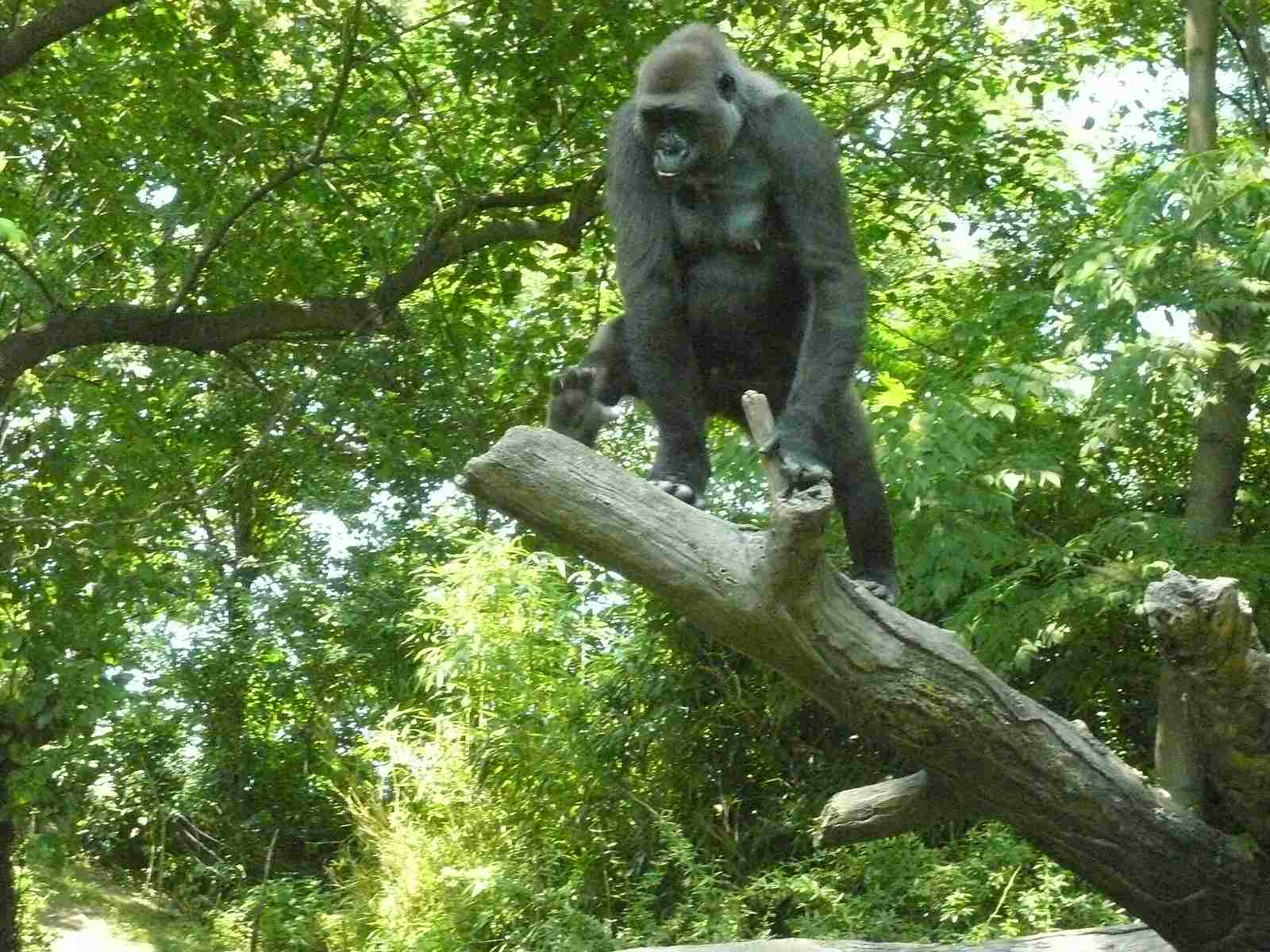 Gorilla Vs monkey
