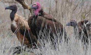 Grassland Energy Pyramid: Scavengers like Vultures can be Classified as Grassland Tertiary Consumers (Credit: Bernard DUPONT 2016 .CC BY-SA 2.0.)