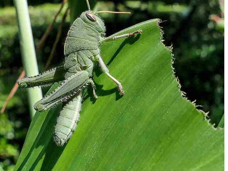 Is a Grasshopper A Consumer? Feeding Habits of Grasshoppers Explored