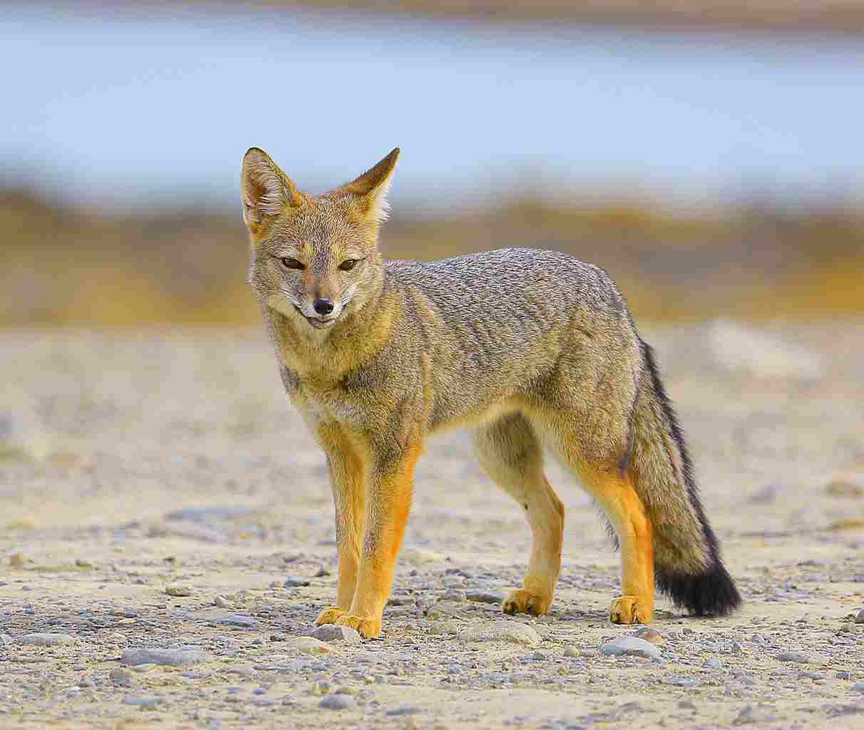 Gray Fox Vs Coyote: Solitary Behavior of the Gray Fox Contrasts With Pack Socialization in Coyotes (Credit: Antony King Photography 2018 .CC BY-SA 4.0.)