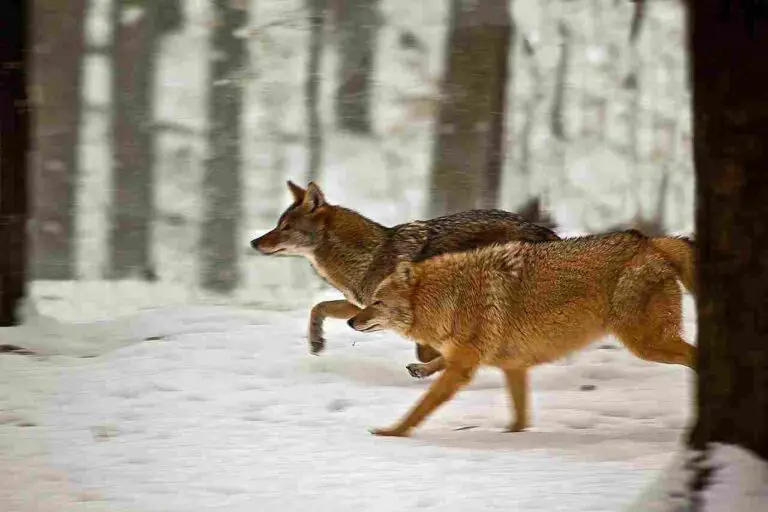 Gray Fox Vs Coyote Size, Weight, Ecological Comparison