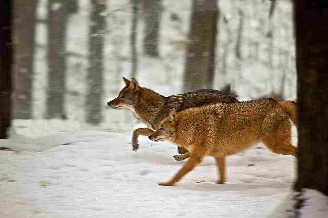 Gray Fox Vs Coyote: Higher Tendency of Aggression Can be Attributed to Coyotes, when Compared to Gray Foxes (Credit: ForestWander 2011 .CC BY-SA 3.0.)