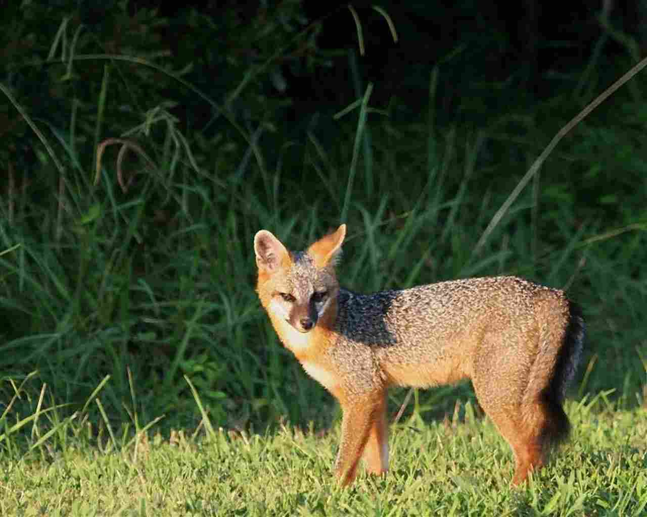 Gray Fox Vs Coyote: Both the Gray Fox and Coyote are Subject to Human-Induced Threats (Credit: U.S. Fish and Wildlife Service 2013)