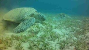 Great Barrier Reef Animals: Green Sea Turtle Feeds on Algae and Seagrass (Credit: Pstraudo 2014 .CC BY-SA 3.0.)