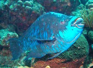 Great Barrier Reef Animals: Parrotfish have Specialized Mouths for Scraping Algal Matter off the Reef (Credit: Adona9 2007 .CC BY-SA 3.0.)