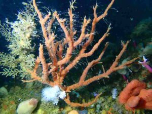 Great Barrier Reef Animals: Staghorn Sponge Derives Its Name from Its Distinctive Branching Structure (Credit: Peter Southwood 2022 .CC BY-SA 4.0.)