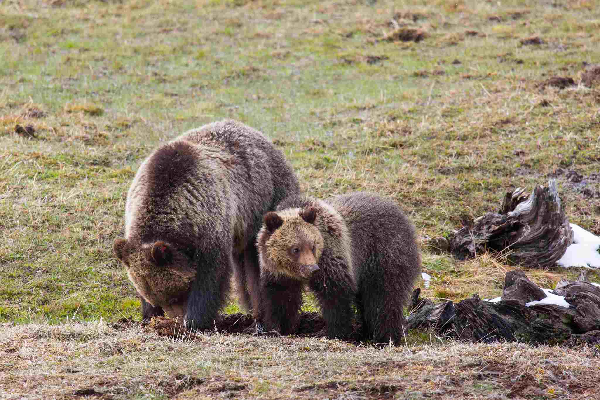 Grizzly Bear Vs Black Bear: The Grizzly Bear's Fur Provides Camouflage in Some Environments (Credit: Neal Herbert 2017 .PDM 1.0.)
