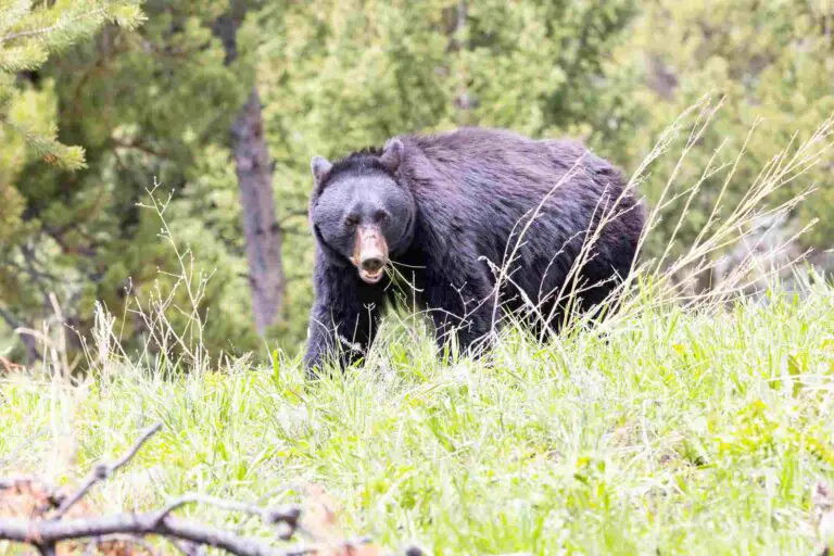 Grizzly Bear Vs Black Bear Size, Behavioral Comparison Discussed