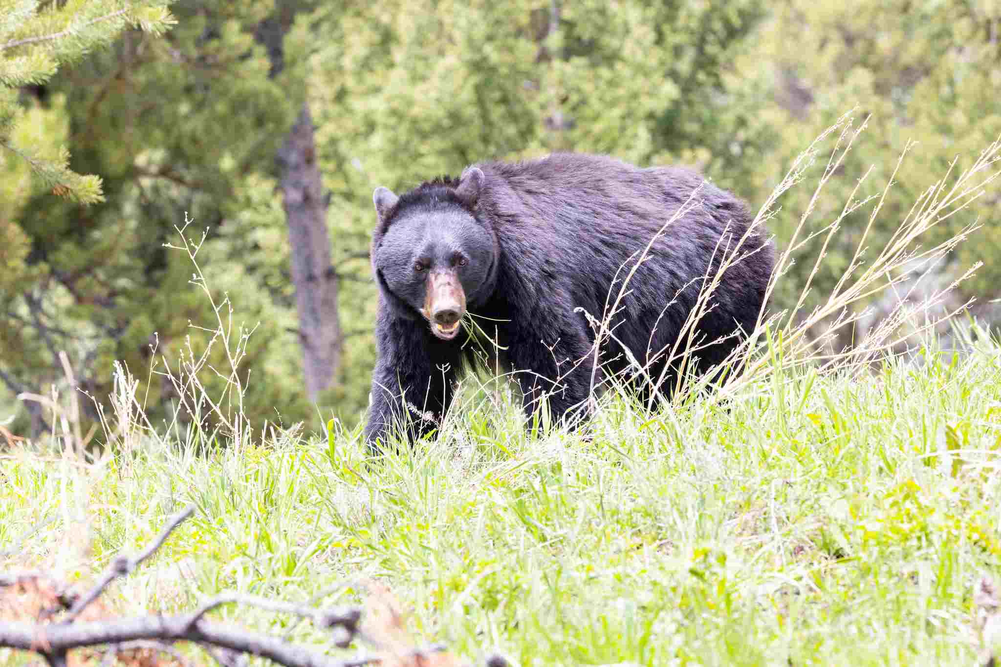 Grizzly Bear Vs Black Bear: Human Activities Threaten the Survival of Grizzly and Black Bears (Credit: Yellowstone National Park 2022 .PDM 1.0.)