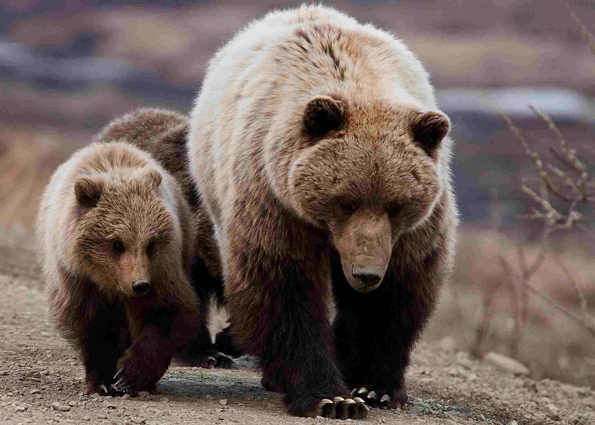 Grizzly Bear Vs Lion: Viviparous Reproduction is an Attribute of Grizzly Bears (Credit: Denali National Park and Preserve 2009, Uploaded Online 2011 .CC BY 2.0.)