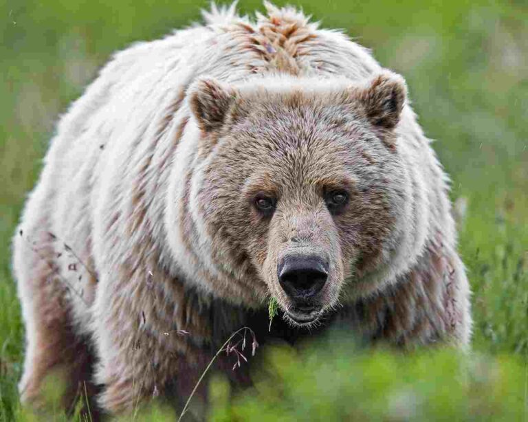 11+ Predators In Alaska And Their Characteristics
