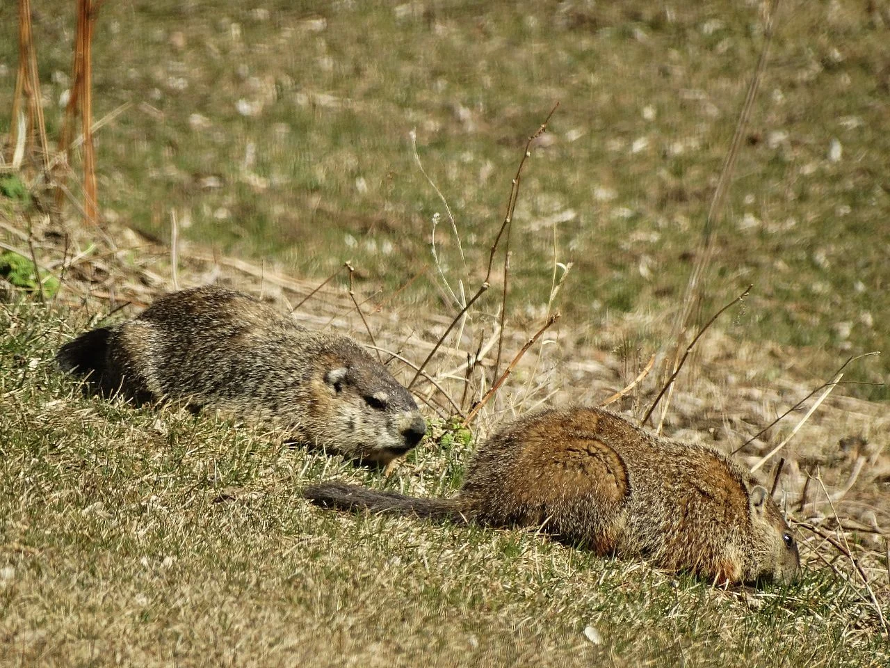 Groundhog Vs Beaver