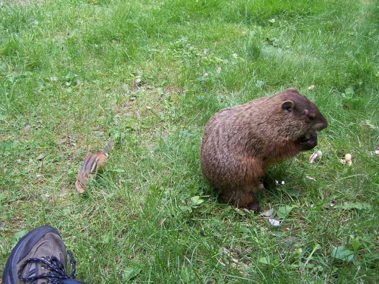 Groundhog Vs Dog Size, Weight, Overall Comparison