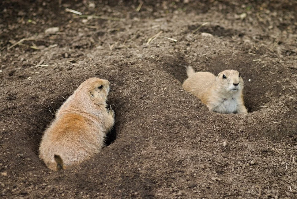 Prairie Dog Vs Groundhog Vs Gopher