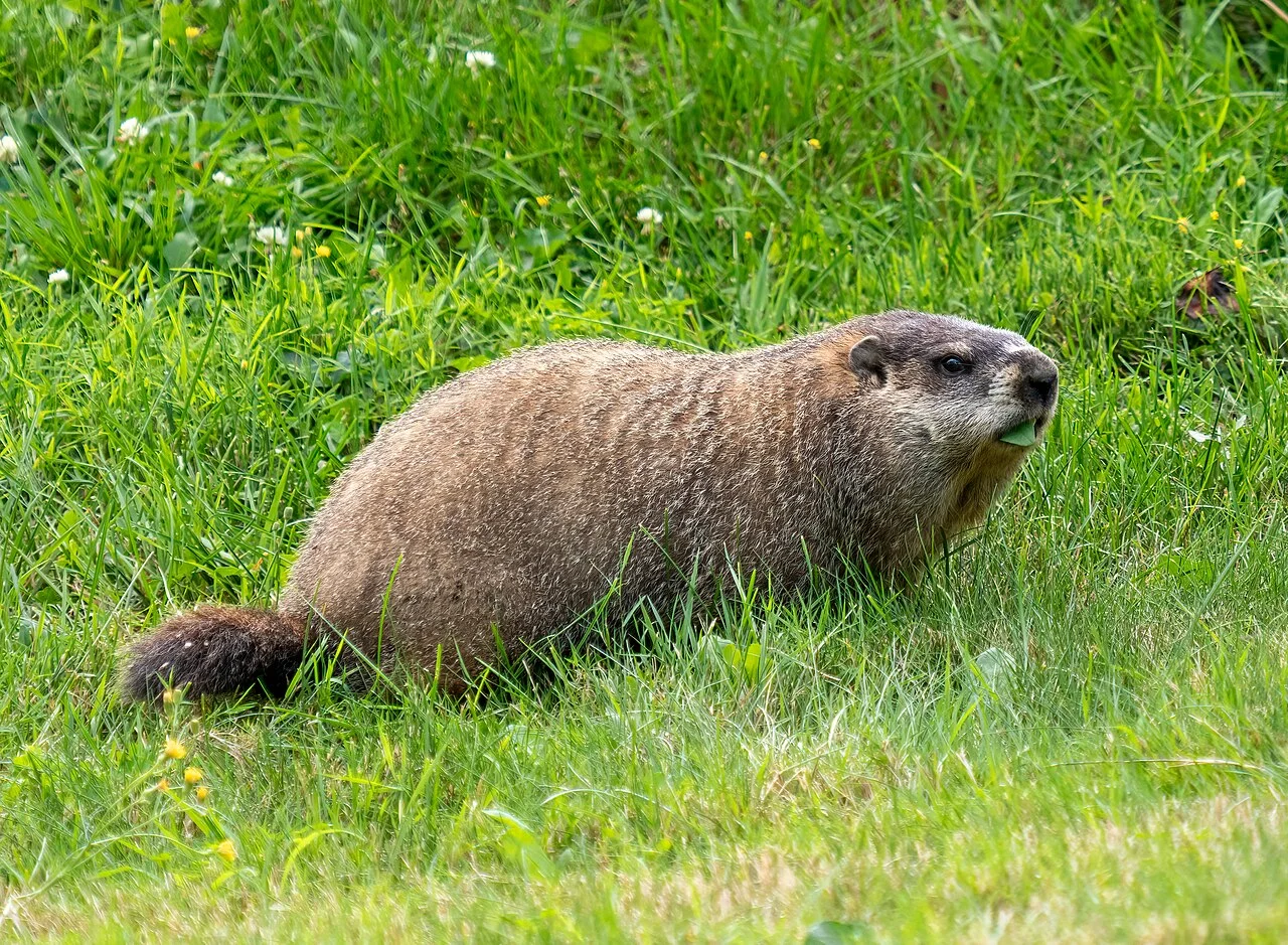 Groundhog Vs Badger